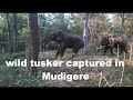 wild Tusker sakrebylu captured in mudigere