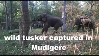 wild Tusker sakrebylu captured in mudigere