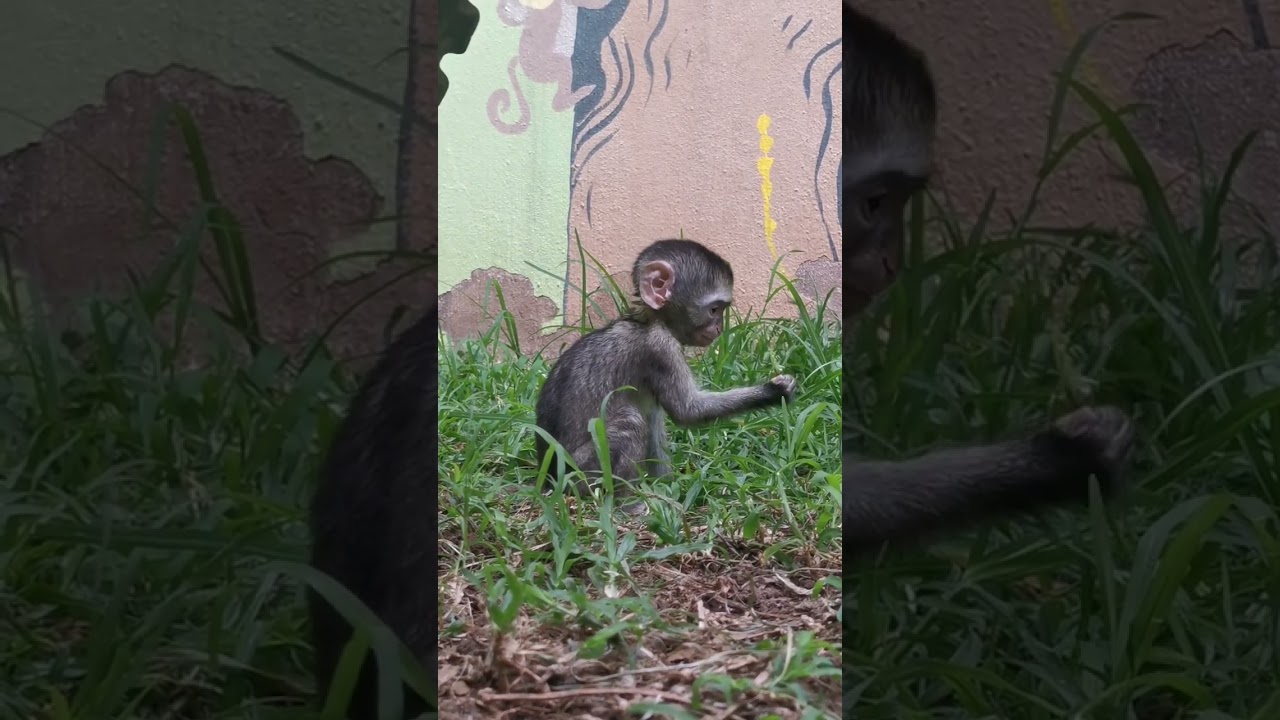 Orphan baby monkey learning to forage with the grass under her feet.