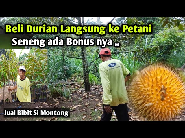 Beli Durian Langsung dari petani desa Tempuran murah² ada bonusanya class=