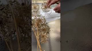 How To Collect Allium Seeds #allium #alliumseeds #youtubeshorts #gardening