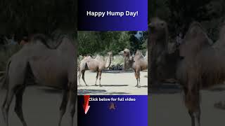 Happy Hump Day (Wednesday)  The Best Funny Gieco Camel Commercials!