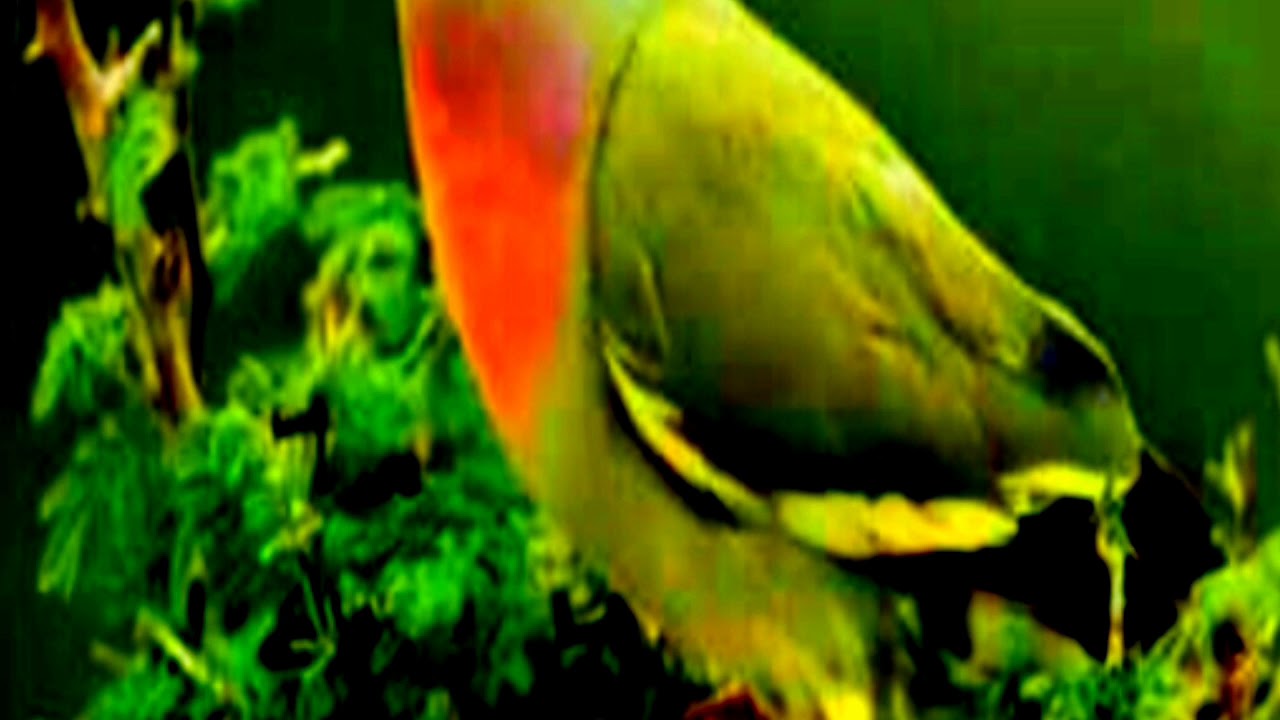 Suara pancingan burung punai cocok untuk pikat dan berburu 