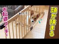 柵に挟まったコーギー！！【カレンダーのご紹介】