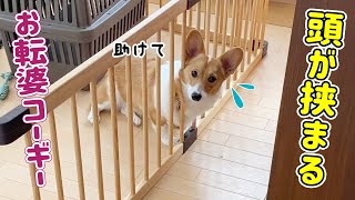 柵に挟まったコーギー！！【カレンダーのご紹介】