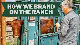 Cattle Branding at Riverview Ranch Alberta