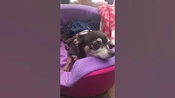 WhatsApp Video 2016 10 20 At 05 21 16 