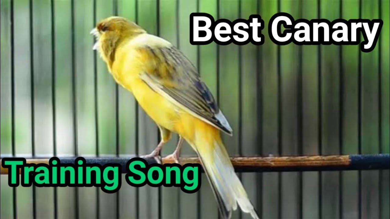 View of Most Beautiful Canary Bird Singing Song For Training Canaries - YouTube