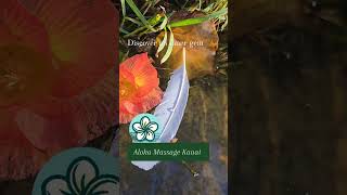 Looking for the best mobile massage on Kauai? Feel light as a feather with Aloha Massage Kauai.
