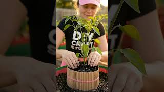 Genius Cardboard Hack to Protect Your Pepper Plants! 🌶️📦 | Easy Container Garden DIY