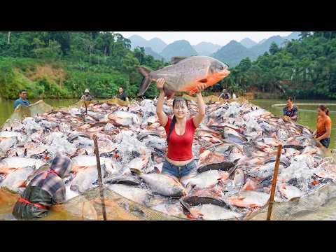 Buy 100KG of Pomfret Fish From Farmers Who Have Hauled in a Large Catch – Selling At Village Market