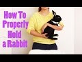 How to Properly Pick Up & Hold a Bunny