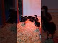 Jersey Giant chicks, 3 weeks old