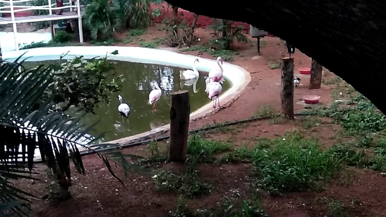 camera iphone 8 plus apk Seeing Flamingo a migrating specie of word