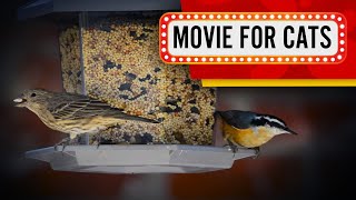 Movie for Cats - Bird Feeder and City birds Video for Cats to watch! by CAT GAMES 1,157 views 13 days ago 1 hour