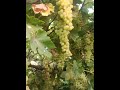 Framing in all types grapes agriculture viral shortsfeed youtube ytshorts shorts