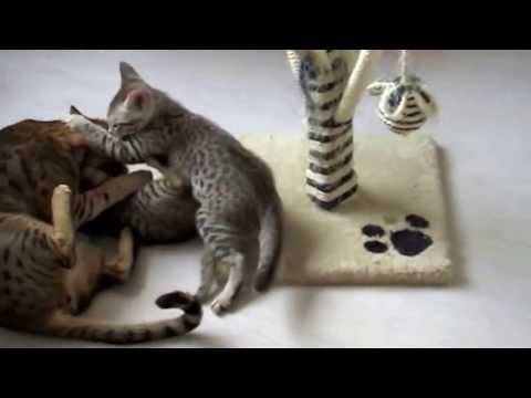 Кошки породы оцикет