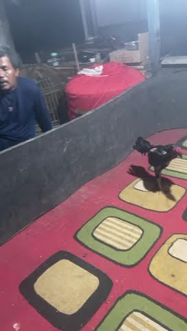 pahkoy vs pama