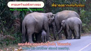 Ep 538 อยากเล่นกับน้อง แม่พังหางทองมองดุๆ #wildlife#เขาใหญ่ #elephant #ช้างป่า #news #ช้าง#new