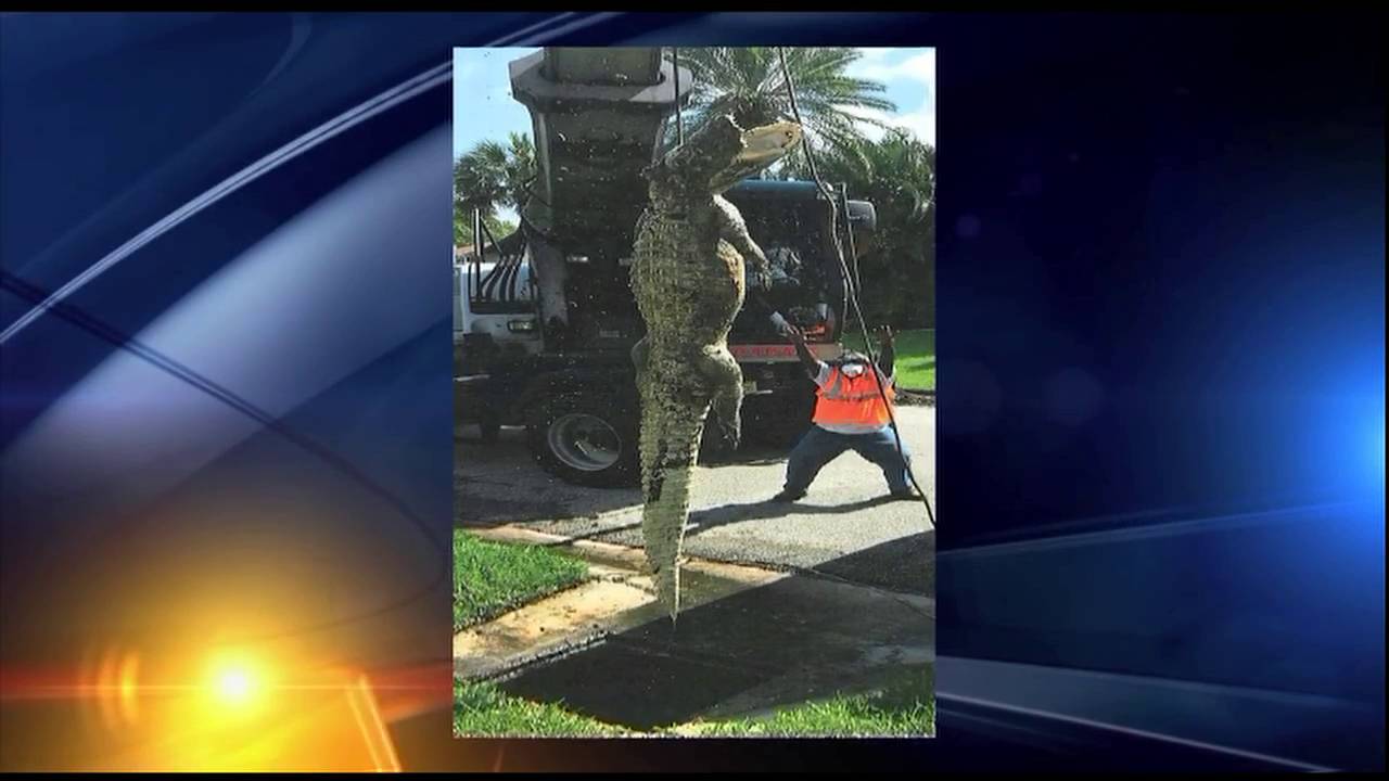 11-foot gator found dead in storm drain