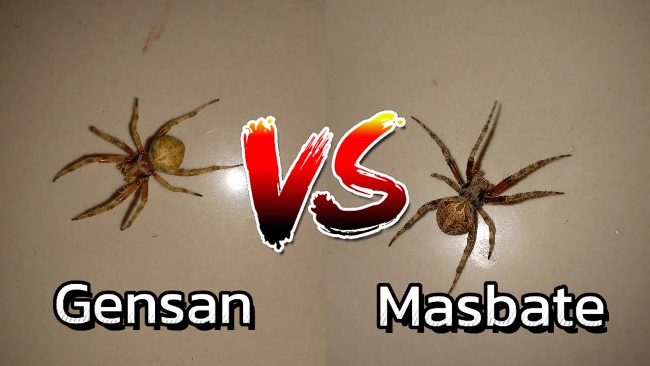 MASBATE VS GENSAN! Gagambattle