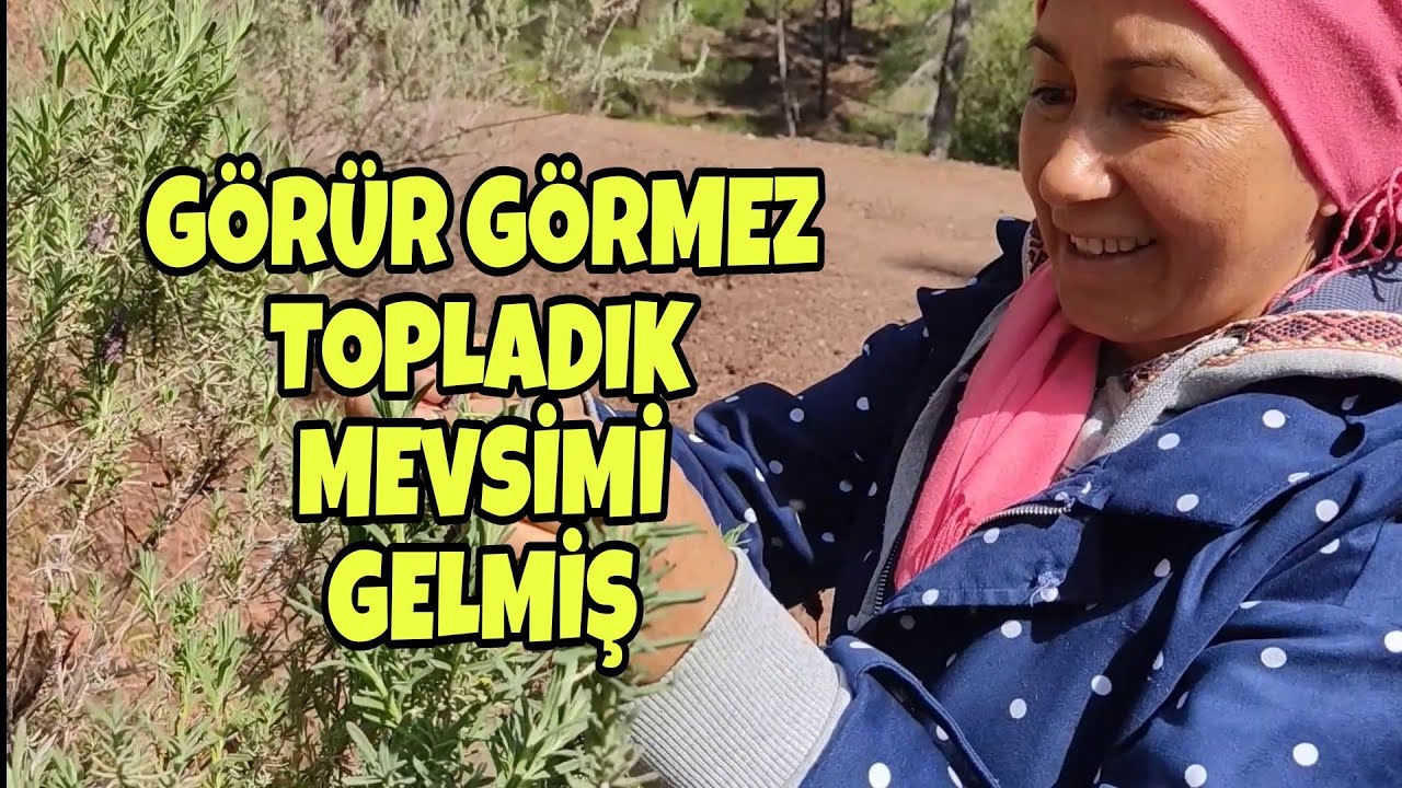 YENİLEBİLİR YABANİ OT TOPLAMA VLOG /KARABAŞ OTU VE KARIŞIK OTLAR TOPLADIK