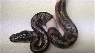 2019 Male Piebald het Desert Ghost Ball Python