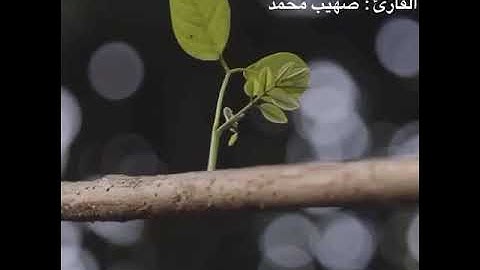 جمال التلاوة والتحبير سيجعلك تعيد المقطع _ سورة السجدة_ صهيب محمد