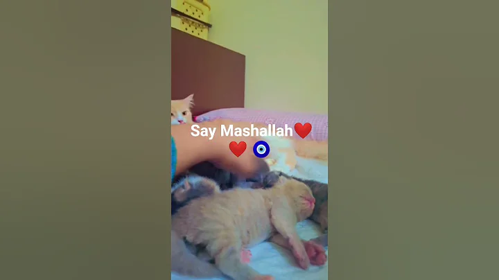 Video 8982251: siamese kitten, food siamese, cats catlover kitten, catlover kitten baby, kitten dry food, best kitten food, best quality kitten