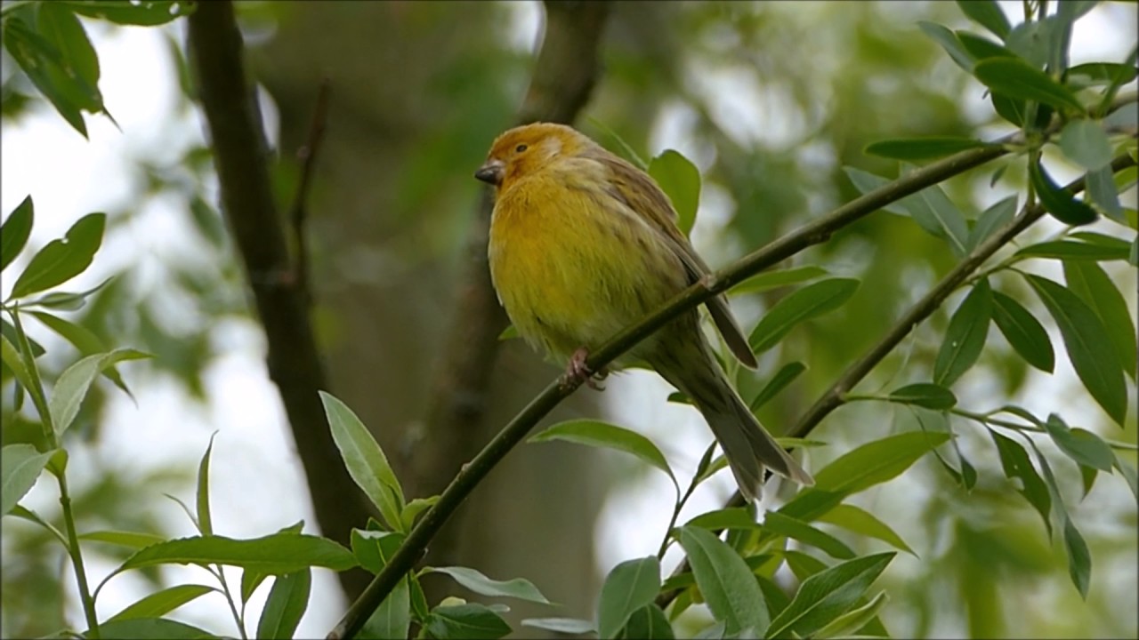Kanarie zingt in de vrije natuur - YouTube