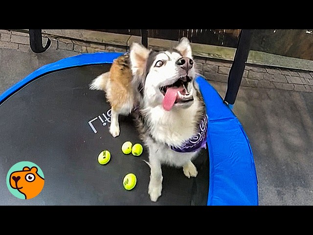 新品★ アーティストTRAMPOLINE トランポリン　Friendly dog sddefault.jpg