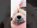 This cute puppy really looks like a unicorn