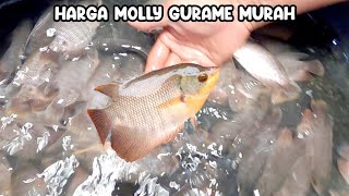 Download Lagu HARGA MOLLY GURAME MURAH! BANYAK JENIS MOLLY PASAR PARUNG BOGOR! MP3 Download Lagu HARGA MOLLY GURAME MURAH! BANYAK JENIS MOLLY PASAR PARUNG BOGOR! MP3