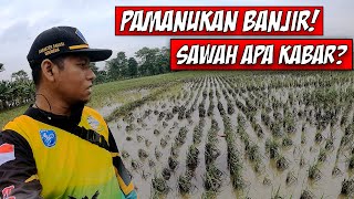 (TIPS!!) PENANGANAN SERTA PEMULIHAN SAWAH PASCA TERENDAM BANJIR.