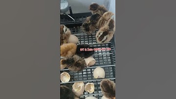 Mua trứng ngoài chợ về ấp nở không? #máyấptrứng