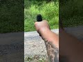 S&amp;w shield plus #shortvideo #shorts