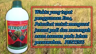 CARA PENGGUNAAN EM4, PETROFAST DLL UNTUK MENGURAI JERAMI PADI PADA LAHAN PERSAWAHAN.