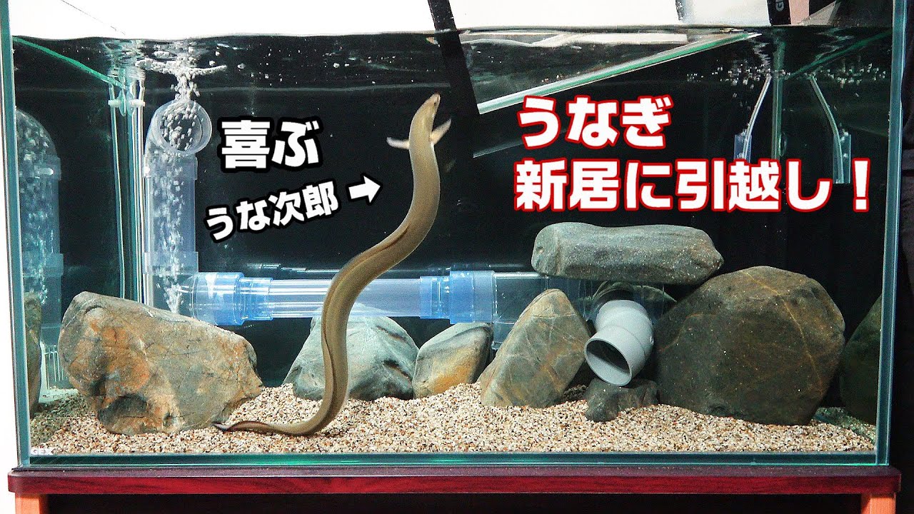 黄金うなぎ育てて四年半、新しい水槽へ引っ越し！【うな次郎】＃ウナギ水槽　＃ウナギ飼育