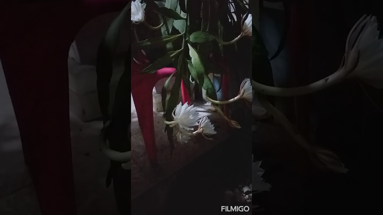  Bunga  Wijaya  Kusuma  mekar dimalam Jumat YouTube