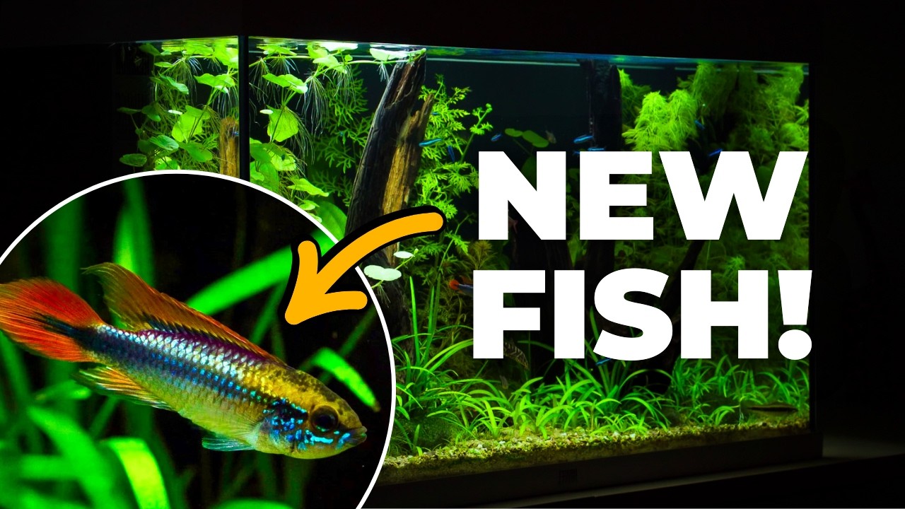 Juwel Rio 125 South America Tank Update | First New Fish added after 4 weeks!