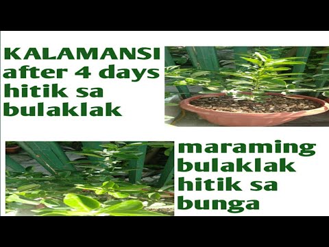 Video: Mga Bulaklak Para Sa Balkonahe: Mga Pangalan (119 Mga Larawan): Balkonaheng Kulot, Maraming Halaman, Petunia At Isang Hardin Ng Taglamig Sa Hilaga At Maaraw Na Mga Gilid, Mga Kahon