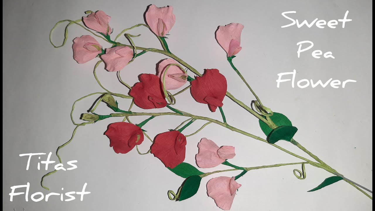 Crepe Paper Sweet Pea Flower V_7 YouTube
