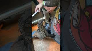 This Black Rough Neck Monitor Lizard Puts In Work For Her Food