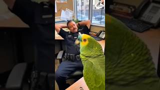 Download Lagu Smart Parrot | Unexpected Logic Comedy Shorts” #talkingparrot #funny #smartbird MP3