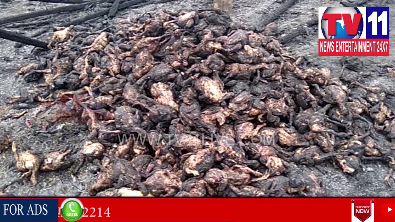 HUGE FIRE ACCIDENT AT POULTRY FARM DEVARAPALLI , WG DIST | Tv11 News | 09-04-2018