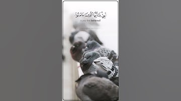 أنس آوات الكردي - {إن الله وملائكته يصلون على النبي...} سورة الأحزاب | anas awat surah ahzab