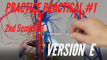 A&P PRACTICE PRACTICAL: 2nd Semester Practice Practical #1 Version E