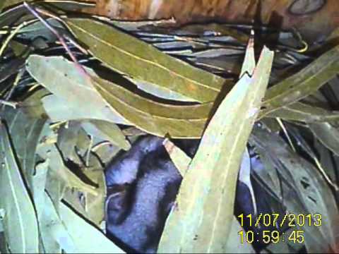 Sugar Glider in nestbox