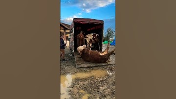 Sapi Lucu Terguling, Lembu Jinak, pedet super #sapi #lembu #cow #sapilucu #sapijumbo