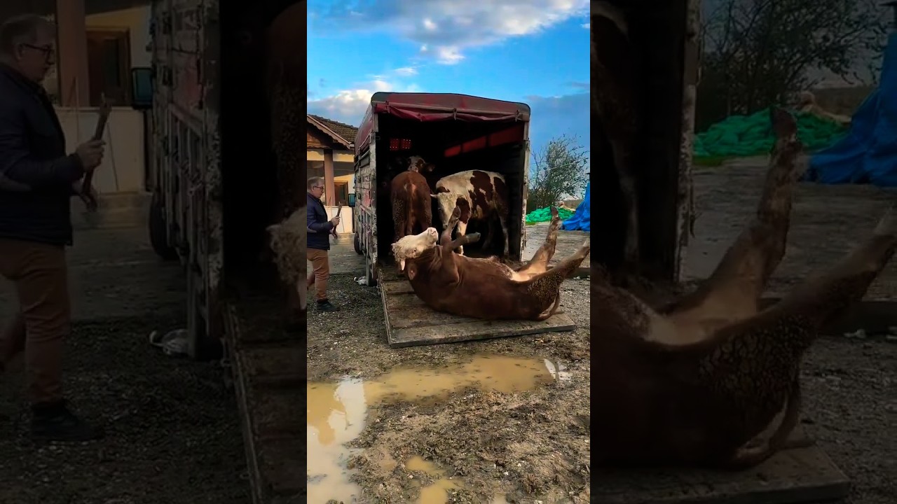Sapi Lucu Terguling, Lembu Jinak, pedet super 
